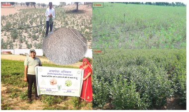 जीआई टैग से बंधी उम्मीदें: क्या ‘नागौरी अश्वगंधा’ बदलेगी किसानों की तकदीर?