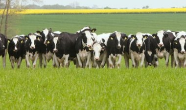ऑस्ट्रेलिया ने डेयरी जेनेटिक्स के लिए नया नेशनल ब्रीडिंग ऑब्जेक्टिव लागू किया