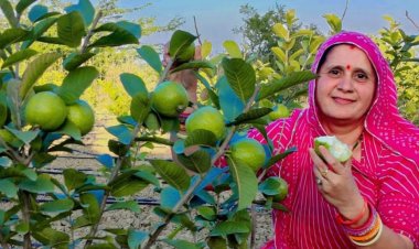 राजस्थान में होगा राष्ट्रीय अमरूद महोत्सव, टॉप किस्मों को मिलेगा पुरस्कार