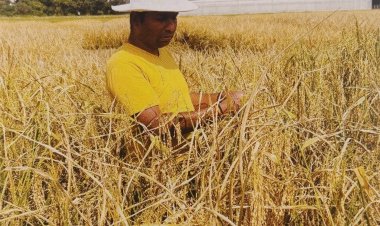 भारत में शुरू हुआ फसलों की प्रिसीजन ब्रीडिंग का नया युग