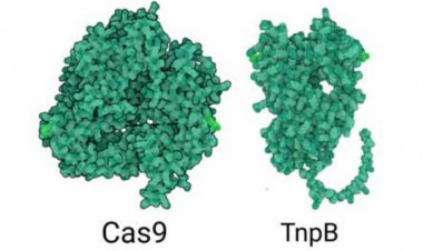 Genome Editing: फसल सुधार में भारतीय वैज्ञानिकों ने की नए अध्याय की शुरूआत