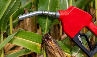 आर्थिक सर्वेक्षण में एथेनॉल नीति पर किया आगाह, मक्का को प्रोत्साहन से घट रही दलहन-तिलहन की खेती