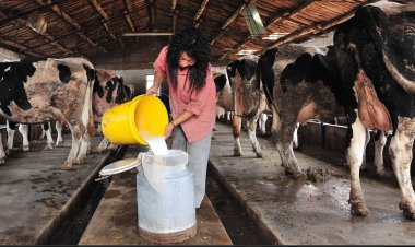 दुनिया के सबसे बड़े डेयरी आयातक चीन की अब निर्यात में चुनौती