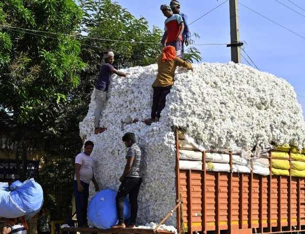 कैबिनेट ने कपास किसानों के लिए सीसीआई को 1,718.56 करोड़ की एमएसपी सहायता को मंजूरी दी