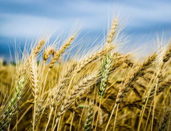 तापमान बढ़ने के बावजूद गेहूं की फसल फिलहाल सुरक्षित, रात का तापमान बढ़ा तो हो सकता है नुकसान