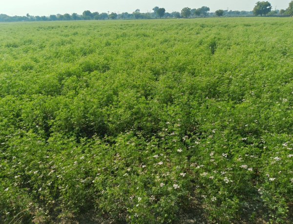 राजस्थान: किसानों का धनिया की खेती से घट रहा रुझान, बुआई क्षेत्र और उत्पादन में कमी