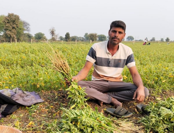 राजस्थान: किसानों का धनिया की खेती से घट रहा रुझान, बुआई क्षेत्र और उत्पादन में कमी