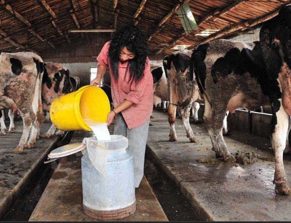 दुनिया के सबसे बड़े डेयरी आयातक चीन की अब निर्यात में चुनौती