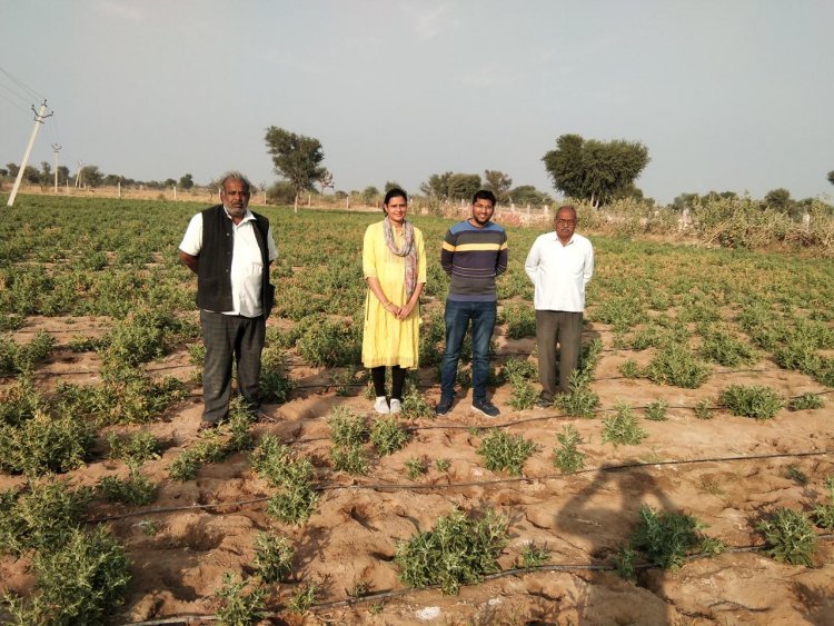 जीआई टैग से बंधी उम्मीदें: क्या ‘नागौरी अश्वगंधा’ बदलेगी किसानों की तकदीर?