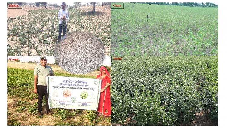 जीआई टैग से बंधी उम्मीदें: क्या ‘नागौरी अश्वगंधा’ बदलेगी किसानों की तकदीर?