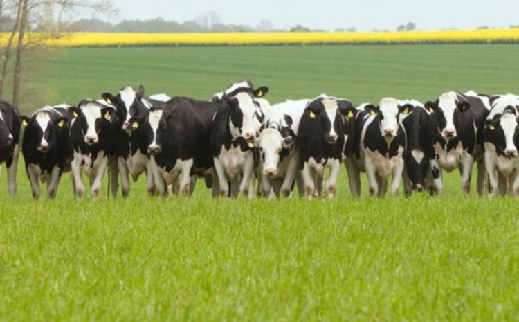 ऑस्ट्रेलिया ने डेयरी जेनेटिक्स के लिए नया नेशनल ब्रीडिंग ऑब्जेक्टिव लागू किया