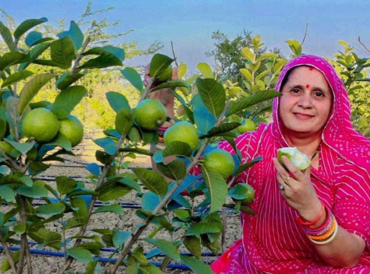 राजस्थान में आयोजित होगा राष्ट्रीय अमरूद महोत्सव, टॉप किस्मों को मिलेगा पुरस्कार