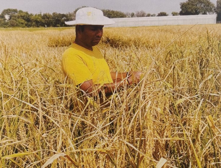 भारत में शुरू हुआ फसलों की प्रिसीजन  ब्रीडिंग का नया युग