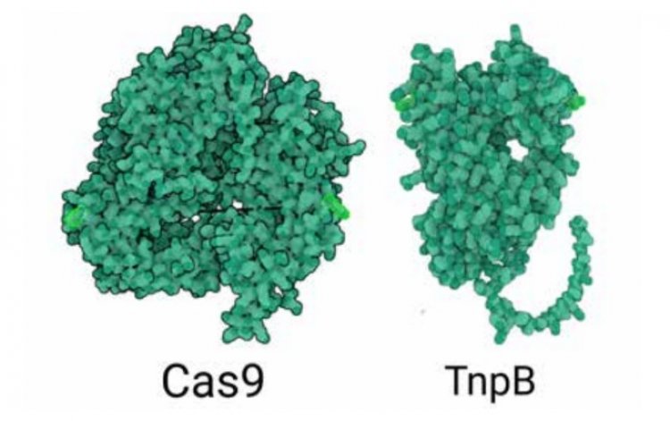 Genome Editing: फसल सुधार में भारतीय वैज्ञानिकों ने की नए अध्याय की शुरूआत