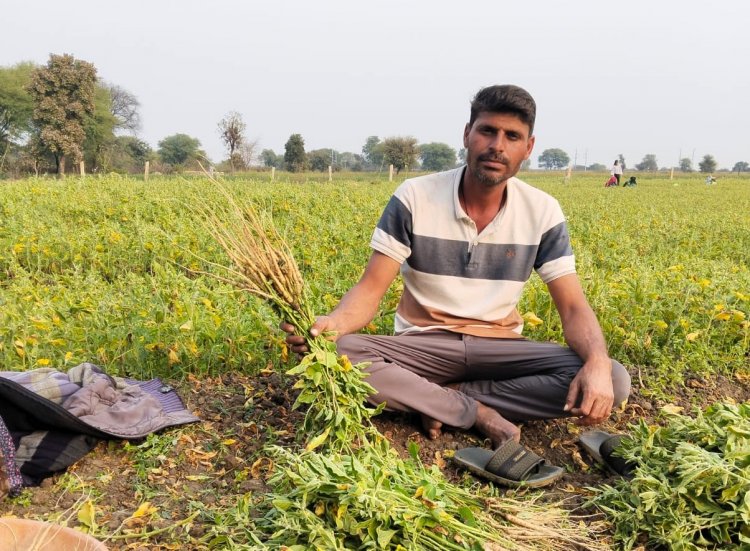 राजस्थान: किसानों का धनिया की खेती से घट रहा रुझान, बुआई क्षेत्र और उत्पादन में कमी