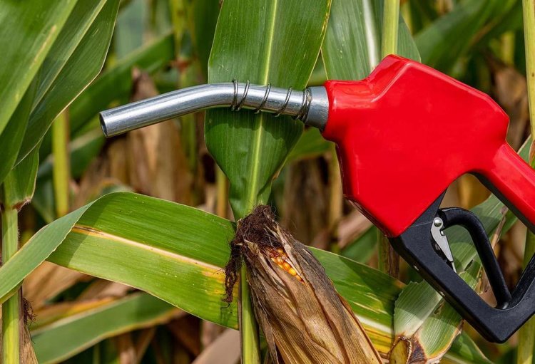 आर्थिक सर्वेक्षण में एथेनॉल नीति पर किया आगाह, मक्का को प्रोत्साहन से घट रही दलहन-तिलहन की खेती