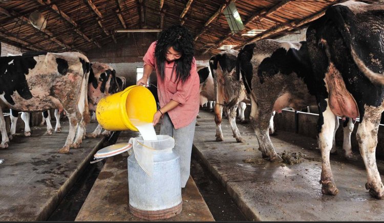 दुनिया के सबसे बड़े डेयरी आयातक चीन की अब निर्यात में चुनौती