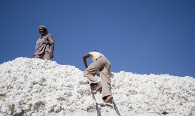 कॉटन में कैसे आएगी आत्मनिर्भरता: 16 माह में 21 हजार करोड़ रुपये की 76 लाख गांठों का आयात