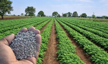 डीएपी महंगा: अंतरराष्ट्रीय बाजार में 730 डॉलर पर पहुंचे दाम, खरीफ से पहले बढ़ी चिंता