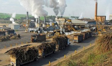 फरवरी में ही देश की 248 चीनी मिलों में पेराई बंद, गन्ना पैदावार में कमी का असर