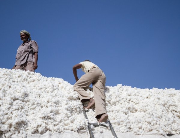 कॉटन में कैसे आएगी आत्मनिर्भरता: 16 माह में 21 हजार करोड़ रुपये की 76 लाख गांठों का आयात