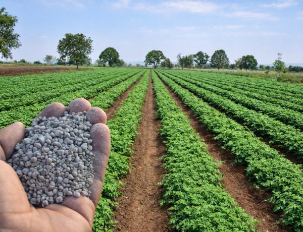 डीएपी महंगा: अंतरराष्ट्रीय बाजार में 730 डॉलर पर पहुंचे दाम, खरीफ से पहले बढ़ी चिंता