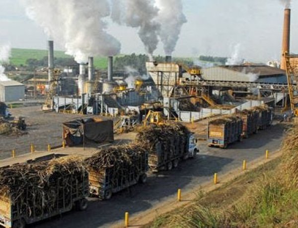 फरवरी में ही देश की 248 चीनी मिलों में पेराई बंद, गन्ना पैदावार में कमी का असर