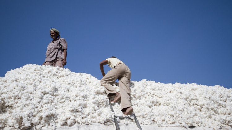 कॉटन में कैसे आएगी आत्मनिर्भरता: 16 माह में 21 हजार करोड़ रुपये की 76 लाख गांठों का आयात