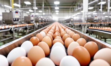 ईरान युद्ध से अटका भारत का कृषि निर्यात, माल भेजने के वैकल्पिक रूट तलाश रहा एपीडा