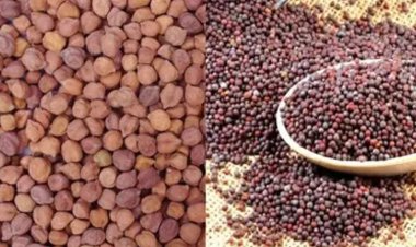 राजस्थान में सरसों एवं चना की समर्थन मूल्य पर खरीद का कार्यक्रम तय, कुछ जिलों में 25 मार्च से तो कुछ में 1 अप्रैल से शुरू होगी खरीद