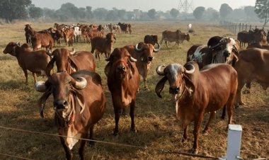 भारत ने स्वदेशी पशु प्रजनन में हासिल की बड़ी उपलब्धि, बड़े पैमाने पर भ्रूण ट्रांसफर कार्यक्रम सफल