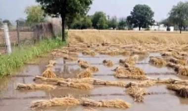 कई राज्यों में रबी की तैयार फसलों पर बारिश-आंधी व ओलावृष्टि का कहर, कैसे होगी किसानों के नुकसान की भरपाई?