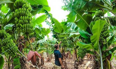 जलगांव में 200 करोड़ रुपये के निवेश से केले का क्लस्टर विकसित करने को सरकार की मंजूरी