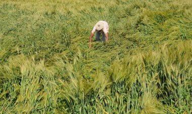 कई राज्यों में रबी की तैयार फसलों पर बारिश-आंधी व ओलावृष्टि का कहर, शिवराज ने की समीक्षा बैठक