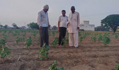 हरियाणा में कपास उत्पादकता 30% घटी, किसानों को प्रति एकड़ 15 हजार रुपये का नुकसानः एचएयू की रिपोर्ट