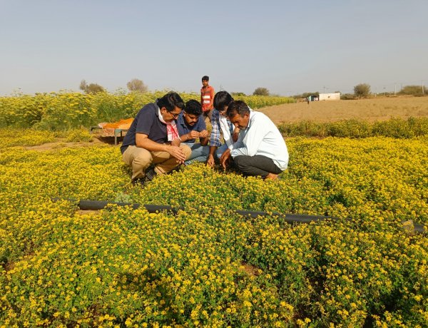 नागौरी मेथी पर किसानों को मिला कानूनी अधिकार, भारत सरकार के पौध किस्म प्राधिकरण ने किया पंजीकृत