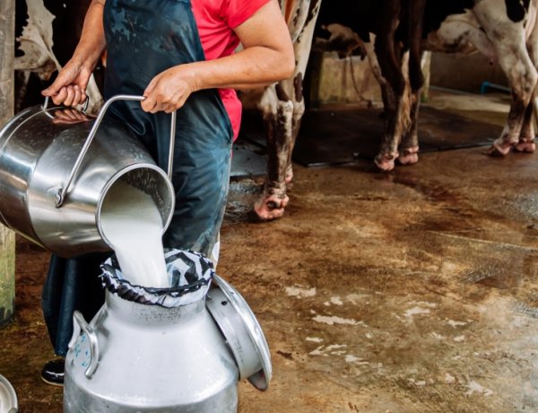 भारतीय खाद्य सुरक्षा एवं मानक प्राधिकरण ने स्वतंत्र दुग्ध उत्पादकों और दूध विक्रेताओं के लिए पंजीकरण अनिवार्य किया