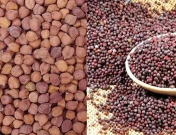 राजस्थान में सरसों एवं चना की समर्थन मूल्य पर खरीद का कार्यक्रम तय, कुछ जिलों में 25 मार्च से तो कुछ में 1 अप्रैल से शुरू होगी खरीद