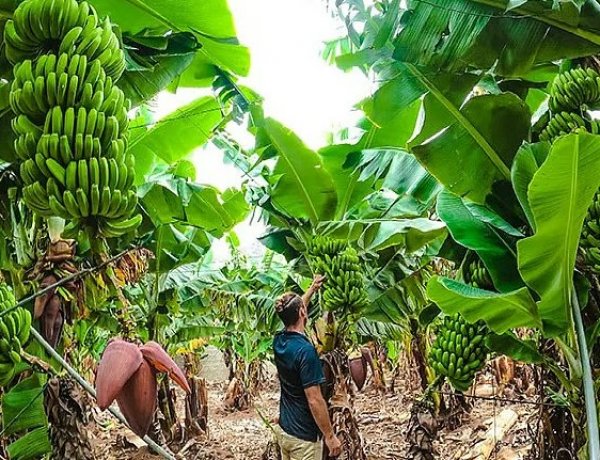 जलगांव में 200 करोड़ रुपये के निवेश से केले का क्लस्टर विकसित करने को सरकार की मंजूरी