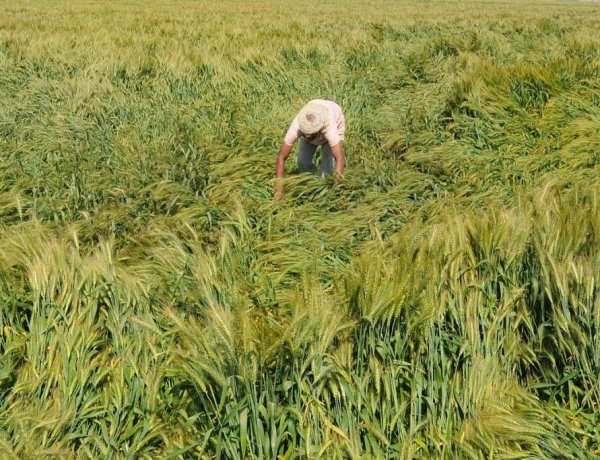 कई राज्यों में रबी की तैयार फसलों पर बारिश-आंधी व ओलावृष्टि का कहर, शिवराज ने की समीक्षा बैठक