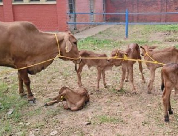 आईसीएआर-आईवीआरआई ने उन्नत प्रजनन तकनीक से साहीवाल बछिया उत्पादन में हासिल की बड़ी सफलता