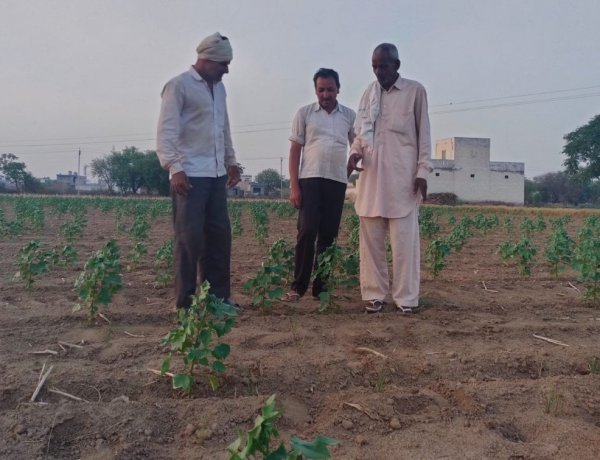 हरियाणा में कपास उत्पादकता 30% घटी, किसानों को प्रति एकड़ 15 हजार रुपये का नुकसानः एचएयू की रिपोर्ट