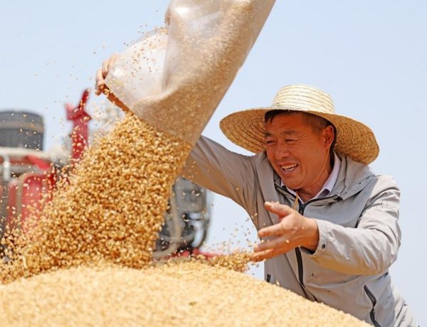 चीन में 2026-27 के दौरान अनाज उत्पादन बढ़ने का अनुमान, खाद्य सुरक्षा के लिए सोयाबीन आयात भी बढ़ाएगा