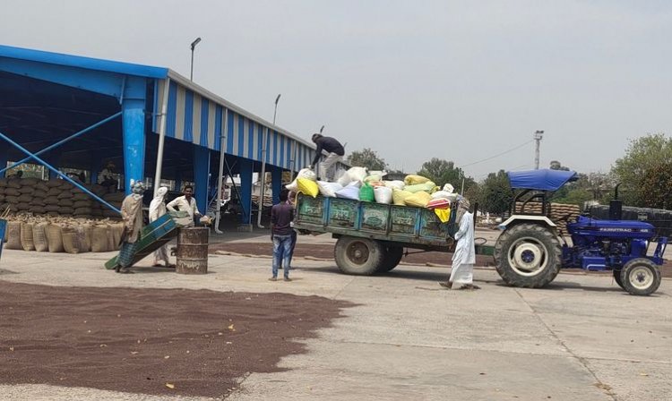 हरियाणा में मसूर की खरीद 20 मार्च और सरसों की खरीद 28 मार्च से शुरू होगी