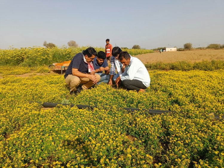 नागौरी मेथी पर किसानों को मिला कानूनी अधिकार, भारत सरकार के पौध किस्म प्राधिकरण ने किया पंजीकृत