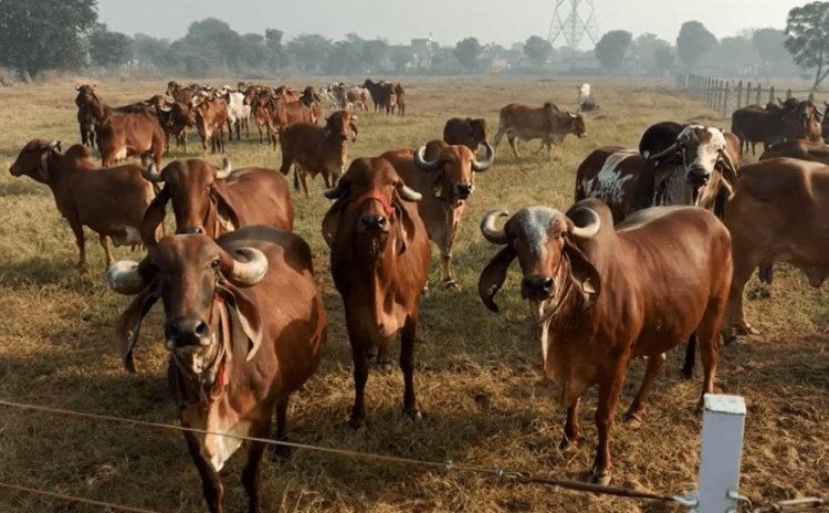 भारत ने स्वदेशी पशु प्रजनन में हासिल की बड़ी उपलब्धि, बड़े पैमाने पर भ्रूण ट्रांसफर कार्यक्रम सफल