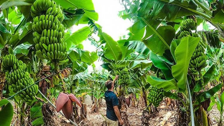 जलगांव में 200 करोड़ रुपये के निवेश से केले का क्लस्टर विकसित करने को सरकार की मंजूरी