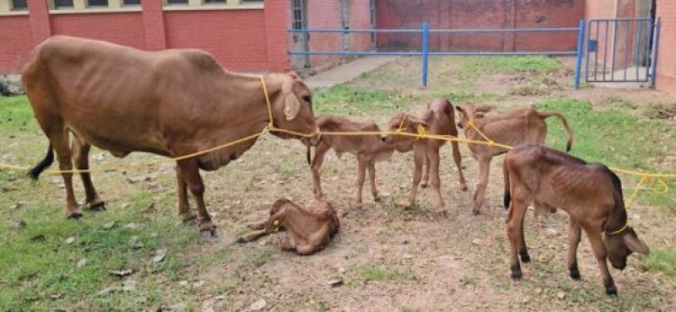 आईसीएआर-आईवीआरआई ने उन्नत प्रजनन तकनीक से साहीवाल बछिया उत्पादन में हासिल की बड़ी सफलता