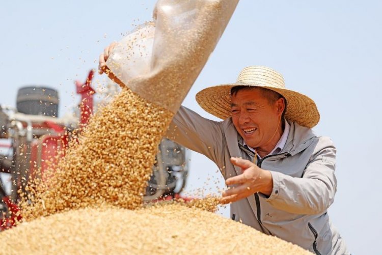 चीन में 2026-27 के दौरान अनाज उत्पादन बढ़ने का अनुमान, खाद्य सुरक्षा के लिए सोयाबीन आयात भी बढ़ाएगा