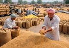 बारिश से प्रभावित गेहूं खरीद के मानकों में छूट, चमक में कमी 50 फीसदी और सिकुड़े दानों की सीमा 15 फीसदी तक बढ़ाई